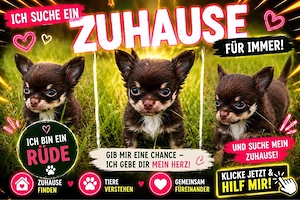 chihuahua Welpe , kleiner Rüde 