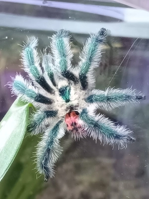 Typhochlaena seladonia 1.0