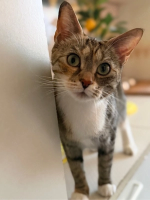 katze abzugeben 6 jahre alt ( verschenken)