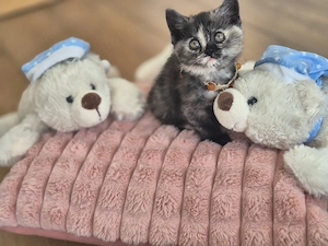 BKH Schildpatt und Whiskas Mädchen
