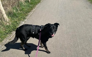 Bezaubernde Ebony sucht Familie