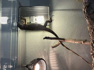 Junger Grüner Leguan (Rot-Morph) mit komplett ausgestattetem Terrarium