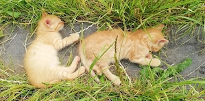   Süße Kitten Kätzchen   