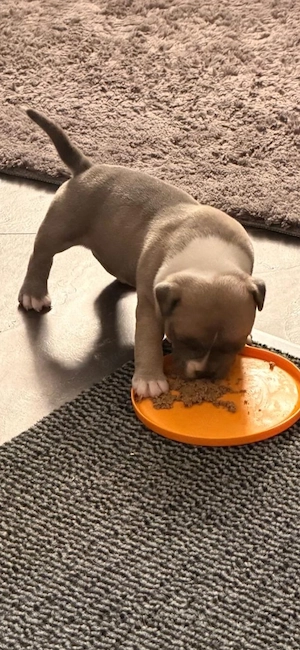 American Pocket Bullys 
