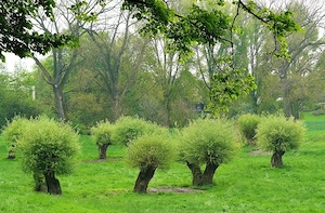 30 Stück Weidenstecklinge 40 cm Korbmacherweide Flechtweide Hecke