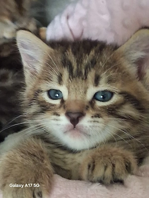 Bengal Mix