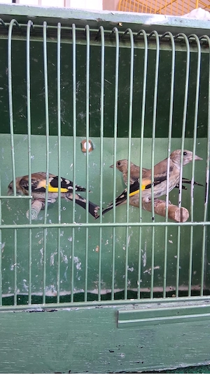 Hahn und Henne vogel zu verkaufen 