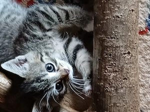 Muntere gesunde Katzenbabys suchen passende menschliche Lebensgefährten