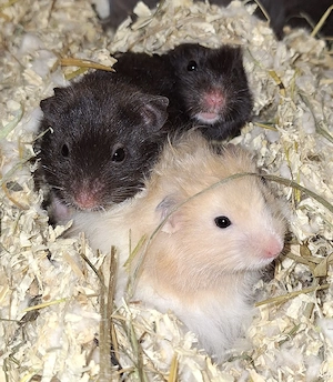 Junge Gold Teddy Hamster