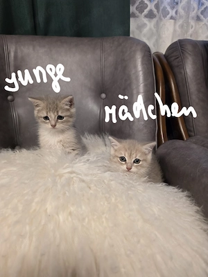  Katzen Babys sucht neues Zuhause 