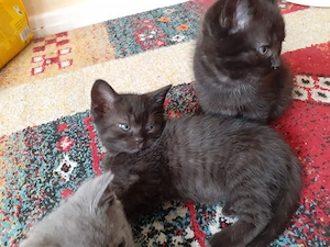 BKH-Mix-Kitten 