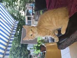 Abgegeben werden baby katzen