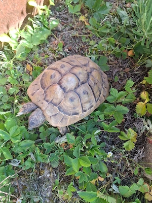 Schildkrötenweibchen 2008 Griechische Landschildkröte