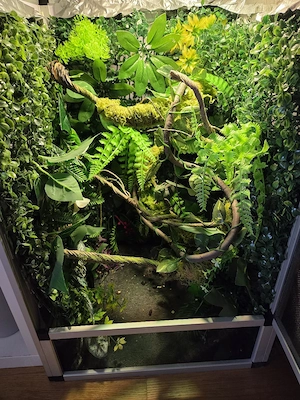Jemen Chamäleon inkl Terrarium 