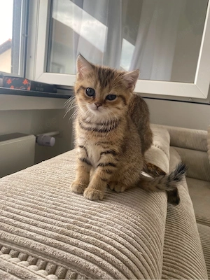 Britisch Kurzhaar Kitten 