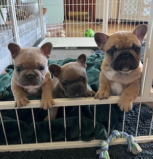 Wunderschöne Französische Bulldoggen-Welpen  1 Rüde & 2 Hündinnen  13 Wochen alt  geimpft und sofort