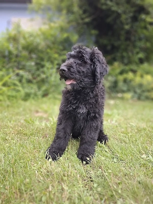 Bernerdoodle Goldendoodle-Welpen 