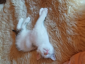 Muntere gesunde Katzenbabys suchen passende menschliche Lebensgefährten