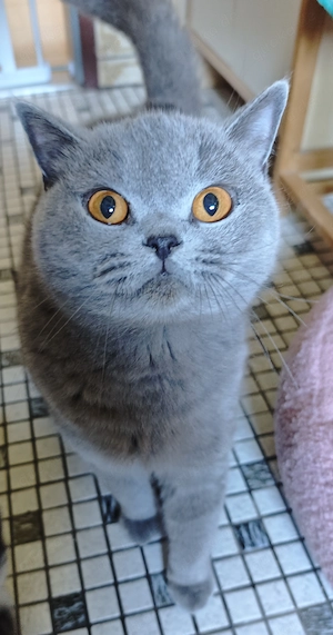 Bezaubernde BKH Mix Kitten 