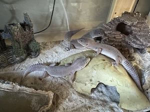 Zuchtgruppe Leopardgeckos Blizzard-Morph (1.2) zu verkaufen