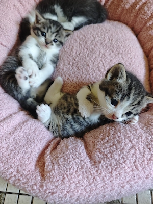 Bezaubernde BKH Mix Kitten 
