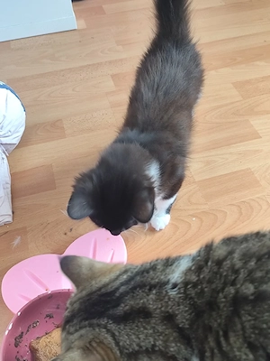 kitten sucht ein neues zu hause 