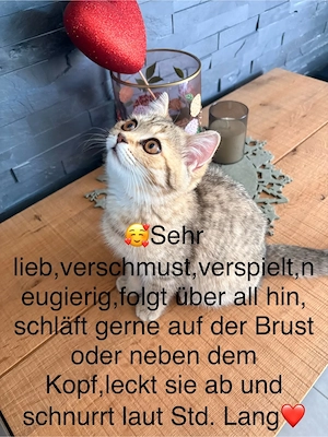 Reinrassige BKH kitten ( letzter männliche) abgabebereit