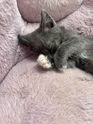 Bkh Kitten 