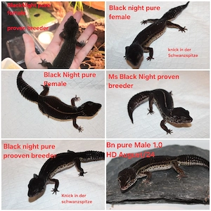 Leopardgecko Eublepharis macularius Zuchtgruppe Black Night pure 1.5