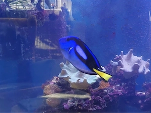 Palettendoktorfisch Meerwasser