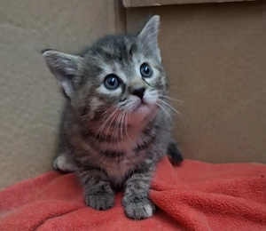Kätzchen, Hauskatzen 