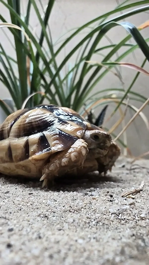 Ägyptische Landschildkröte (Testudo kleinmanni) abzugeben