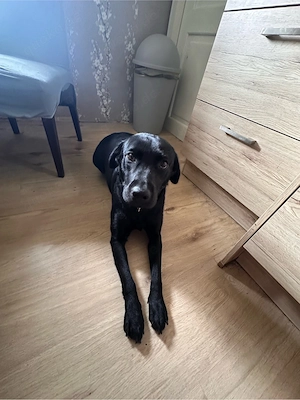 Labrador Hündin 