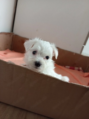Bichon Malteser Toys 