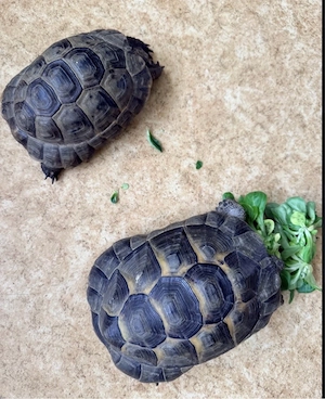 1.1 Pärchen maurische Landschildkröten