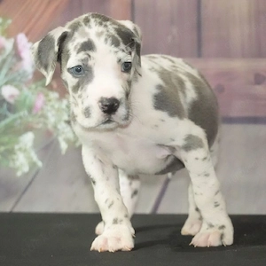 Welpe der Deutschen Dogge verfügbar