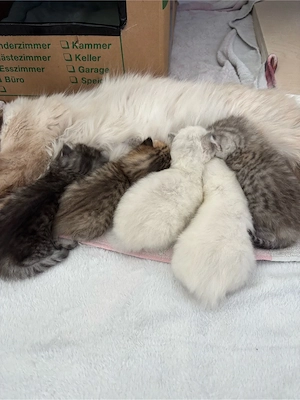 BKH Ragdoll mix 