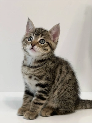 Wunderschönes Katzenmädchen sucht ein liebevolles Zuhause   