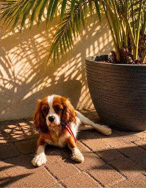 Cavalier King Charlls Spaniel