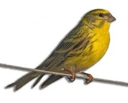 Weiblich girlitz
