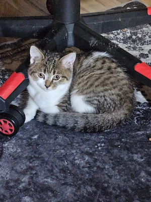 Bkh Kitten