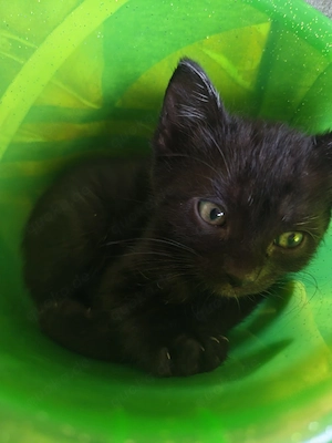 katzenbabys suchen ihr heim