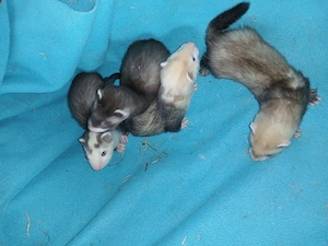 Frettchen Welpen