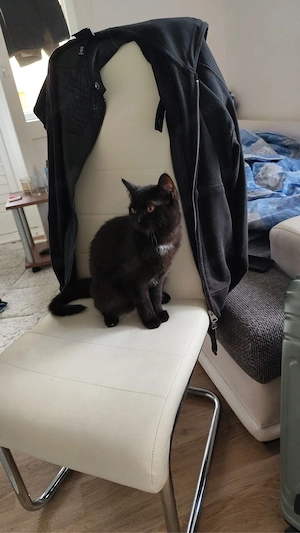 katze britsch