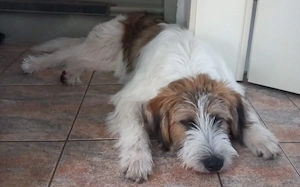Wer hat ein Körbchen frei für Knuffi?