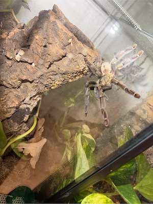 vogelspinnen abzugeben