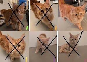 2 von 6 süße Maine Coon kitten suchen noch ein Zuhause. 
