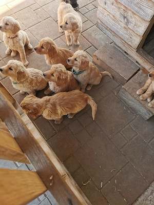 Golden Retriever Labrador Welpen Wurfankündigung mit Abgabe Mitte Oktober