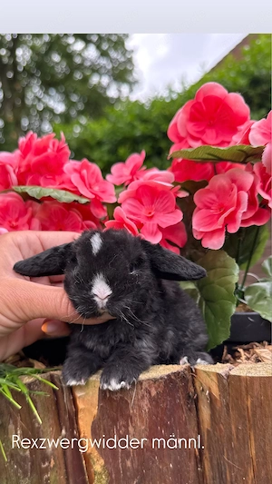 Superzahme Zwergwidder, Rexzwergwidder & Löwenköpfchen. Kaninchen 