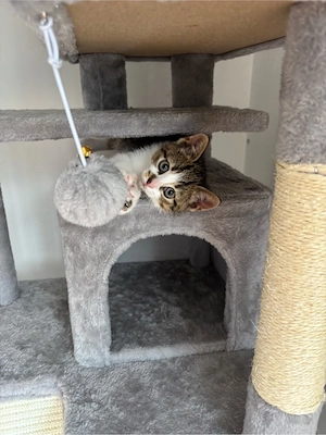 Babykater(American Wirehair)